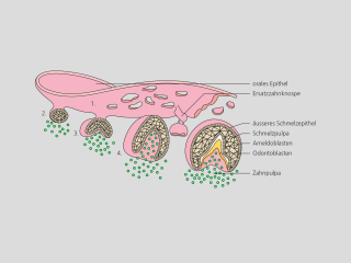SSO Lehrmittel für DA-Berufsschulen Skript Print Definitiv Design